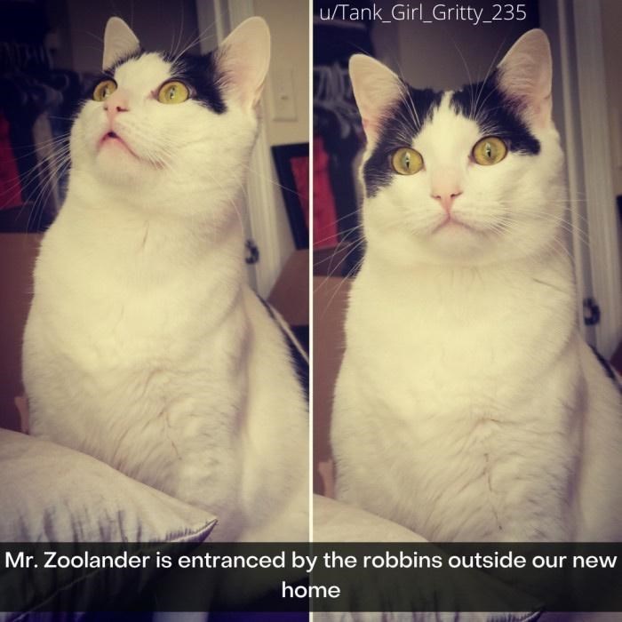 u/Tank_Girl_Gritty_235 Mr. Zoolander is entranced by the robbins outside our new home