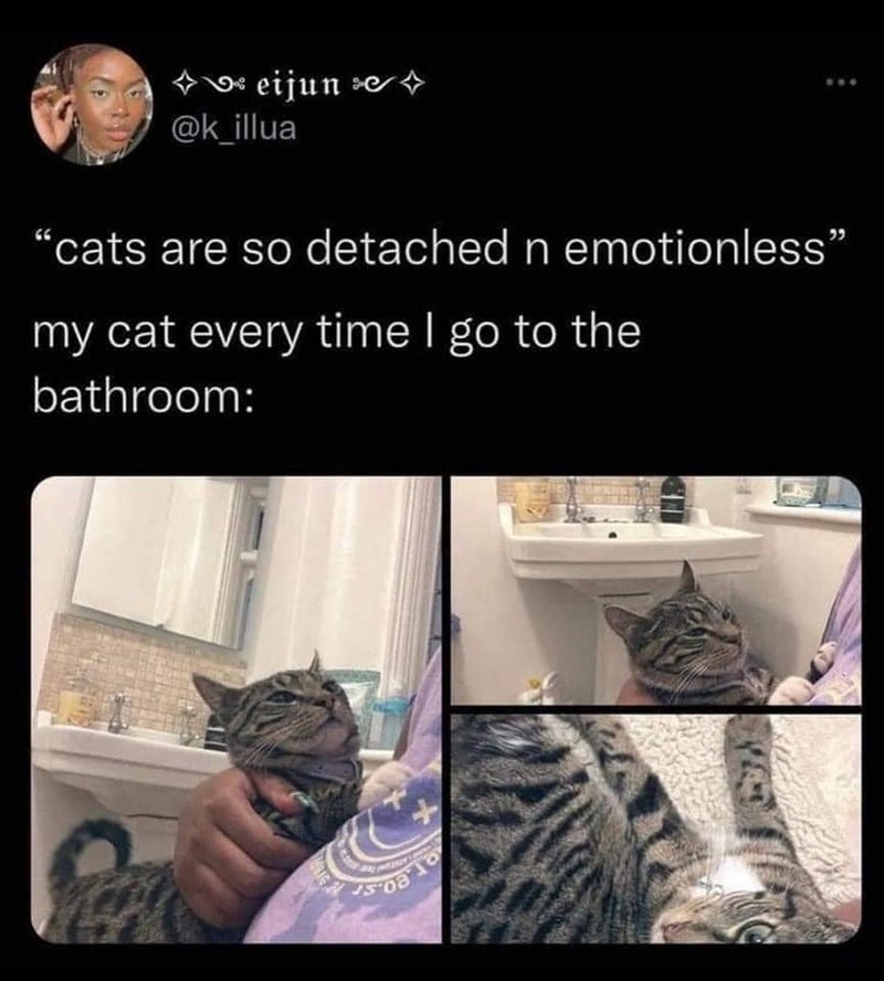 eijun @k_illua "cats are so detached n emotionless" my cat every time I go to the bathroom: 508