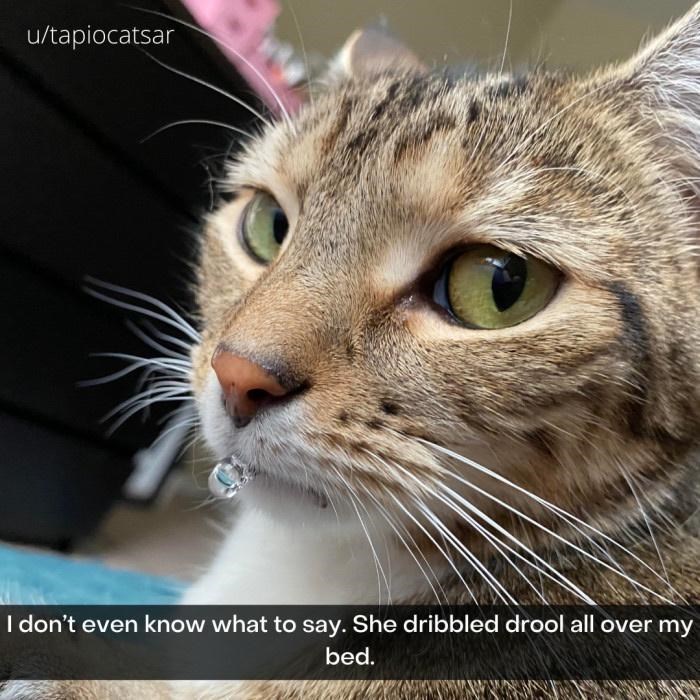 u/tapiocatsar I don't even know what to say. She dribbled drool all over my bed.