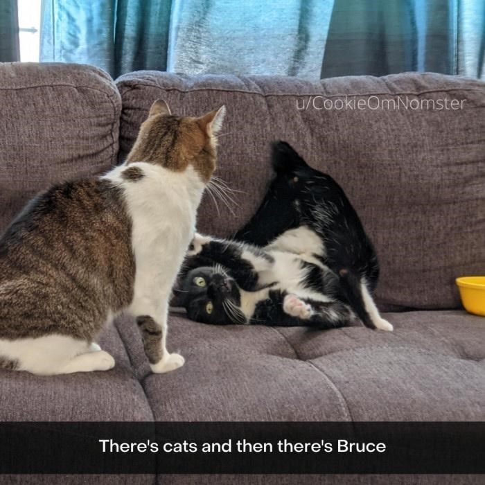 u/CookieOm Nomster There's cats and then there's Bruce