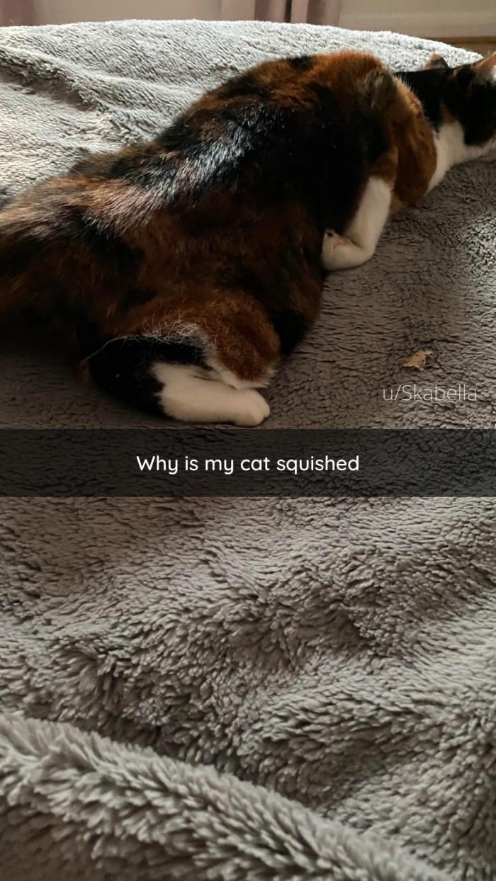 Why is my cat squished u/Skabella