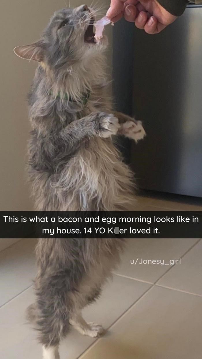 This is what a bacon and egg morning looks like in my house. 14 YO Ki er loved it. u/Jonesy_girl