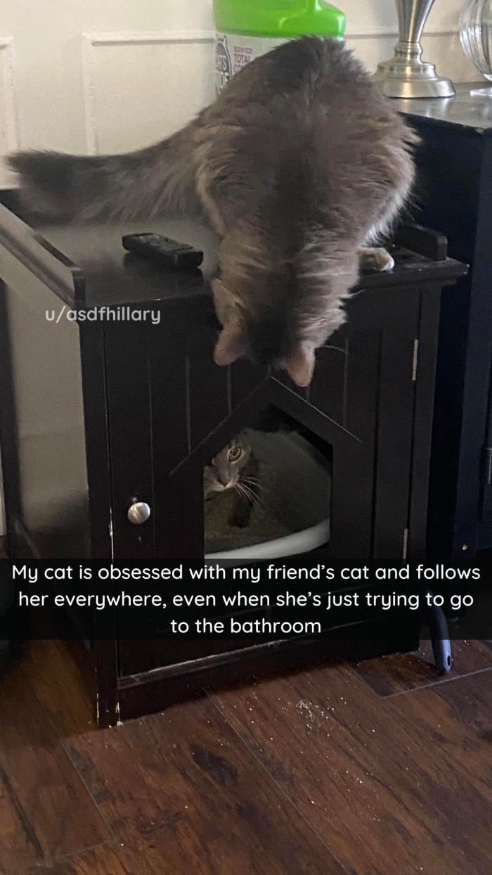 u/asdfhillary SCENTED TOTAL My cat is obsessed with my friend's cat and follows her everywhere, even when she's just trying to go to the bathroom