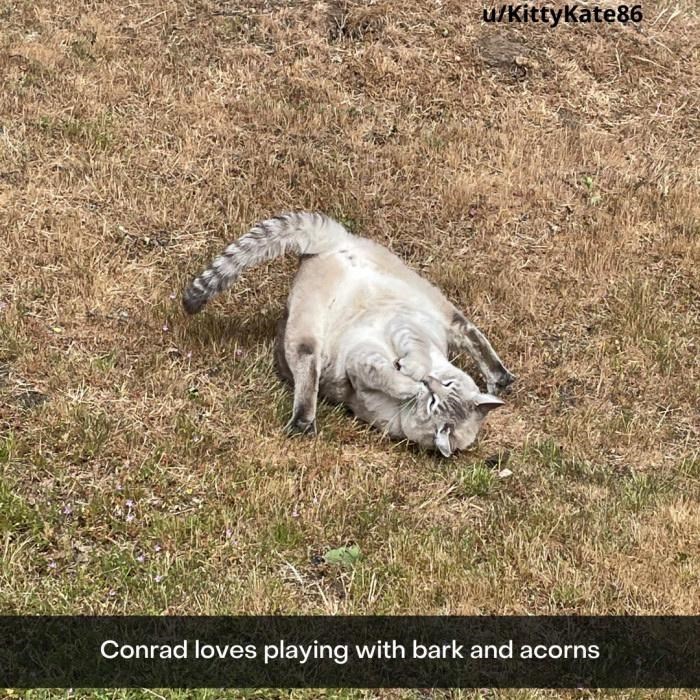 u/KittyKate86 Conrad loves playing with bark and acorns