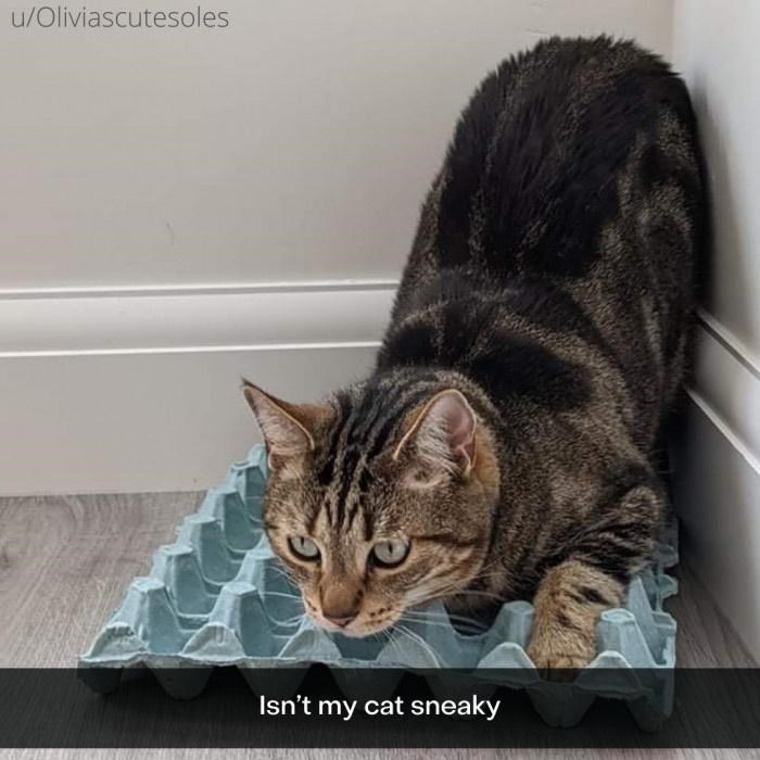 u/Oliviascutesoles Isn't my cat sneaky