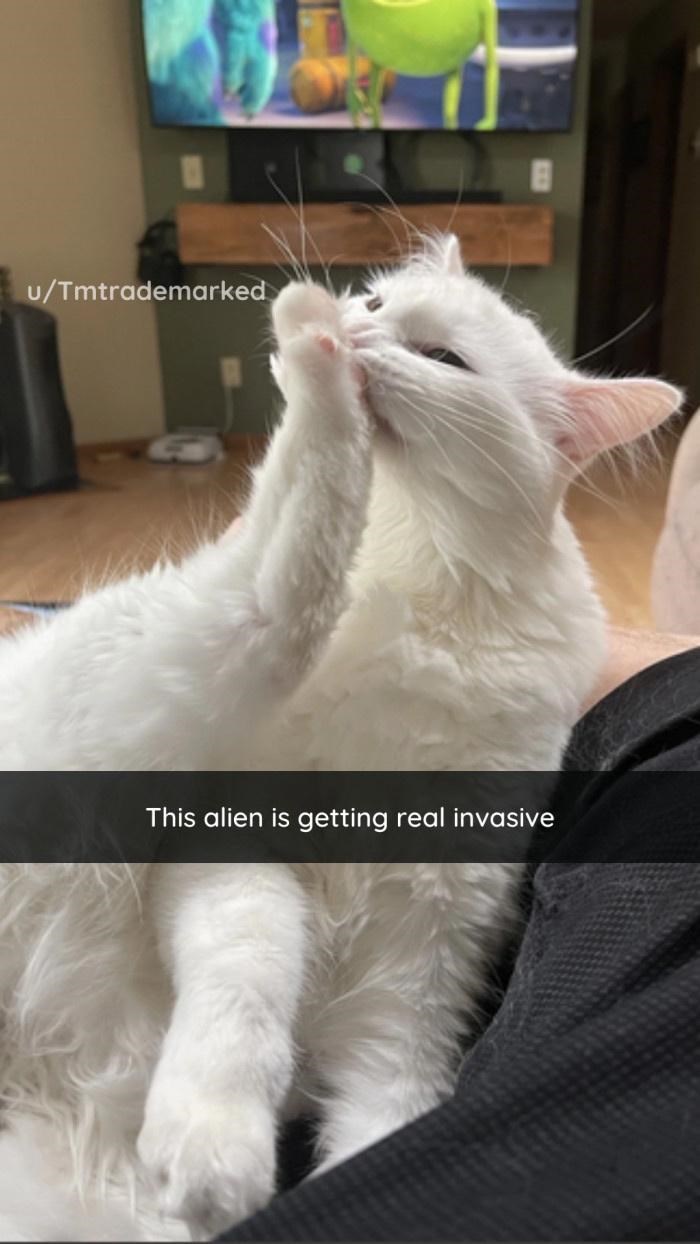 u/Tmtrademarked This alien is getting real invasive