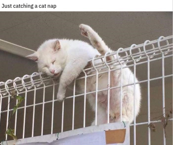 Just catching a cat nap
