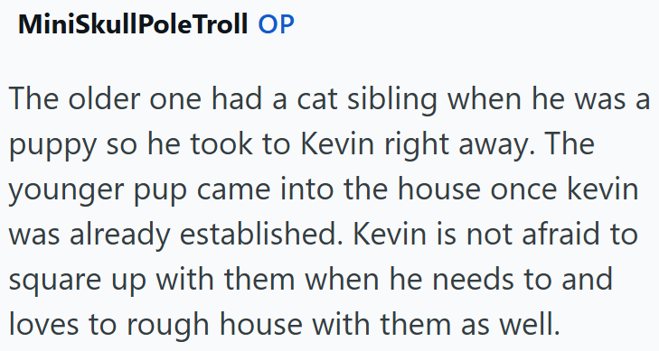 MiniSkullPole Troll OP The older one had a cat sibling when he was a puppy so he took to Kevin right away. The younger pup came into the house once kevin was already established. Kevin is not afraid to square up with them when he needs to and loves to rough house with them as well.