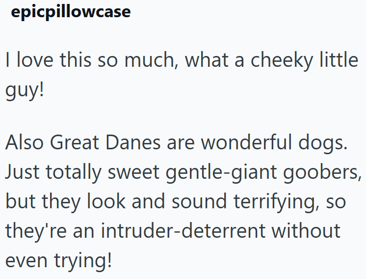 epicpillowcase I love this so much, what a cheeky little guy! Also Great Danes are wonderful dogs. Just totally sweet gentle-giant goobers, but they look and sound terrifying, so they're an intruder-deterrent without even trying!