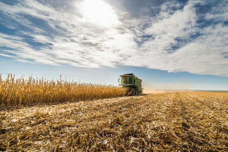 Harvesting of corn field.