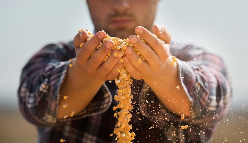 Farmer holding corn grains in his hands.