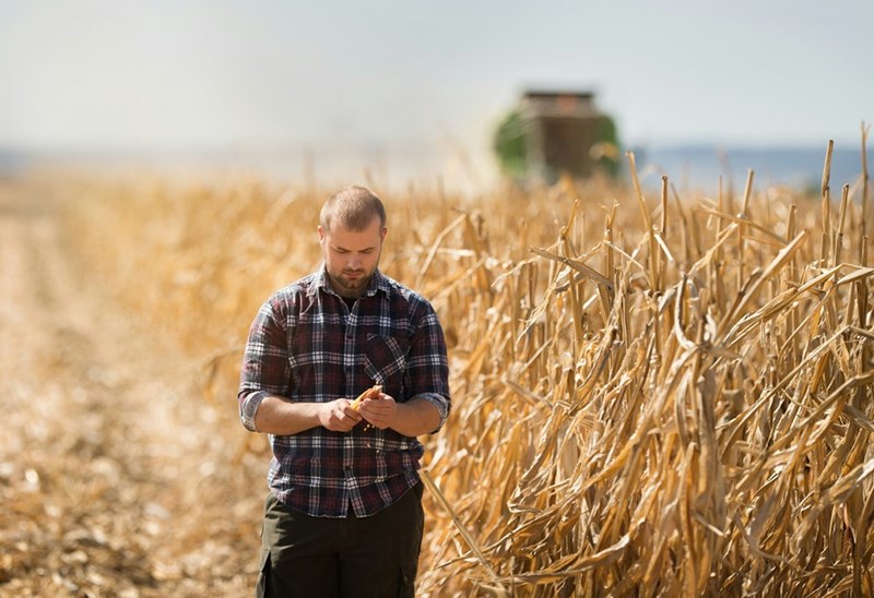 A young farmer looks at a husk of corn while a combine works the field in the background.