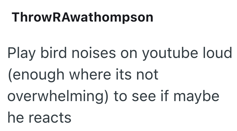 ThrowRAwathompson Play bird noises on youtube loud (enough where its not overwhelming) to see if maybe he reacts