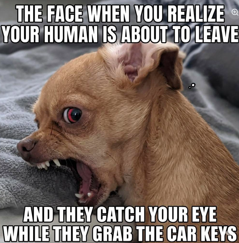 THE FACE WHEN YOU REALIZE YOUR HUMAN IS ABOUT TO LEAVE AND THEY CATCH YOUR EYE WHILE THEY GRAB THE CAR KEYS