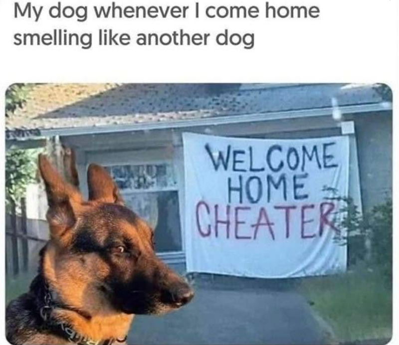 My dog whenever I come home smelling like another dog WELCOME HOME CHEATER