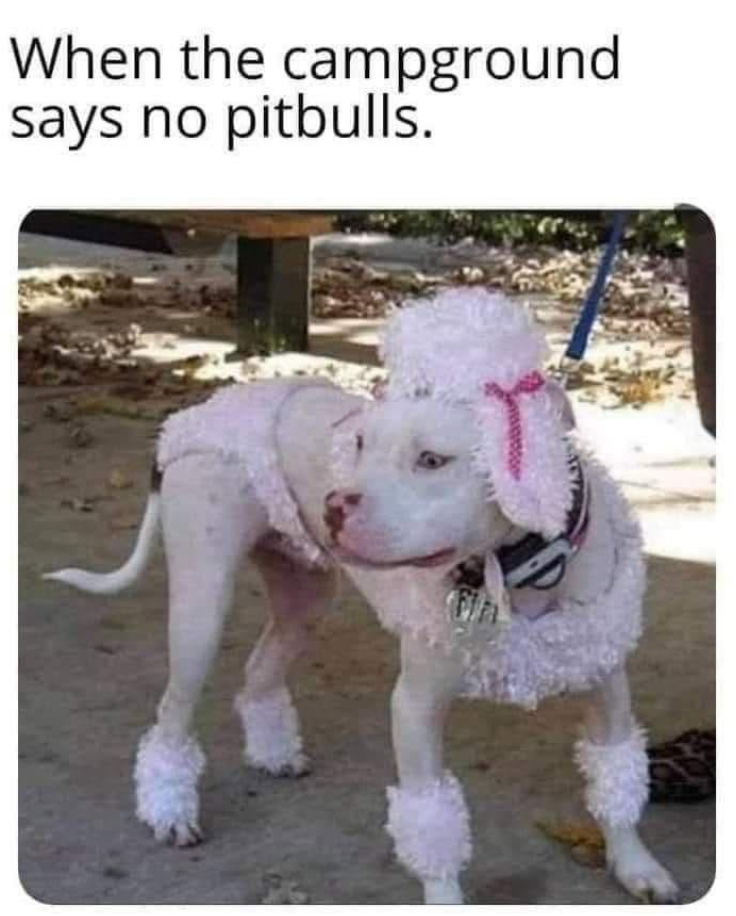 When the campground says no pitbulls.