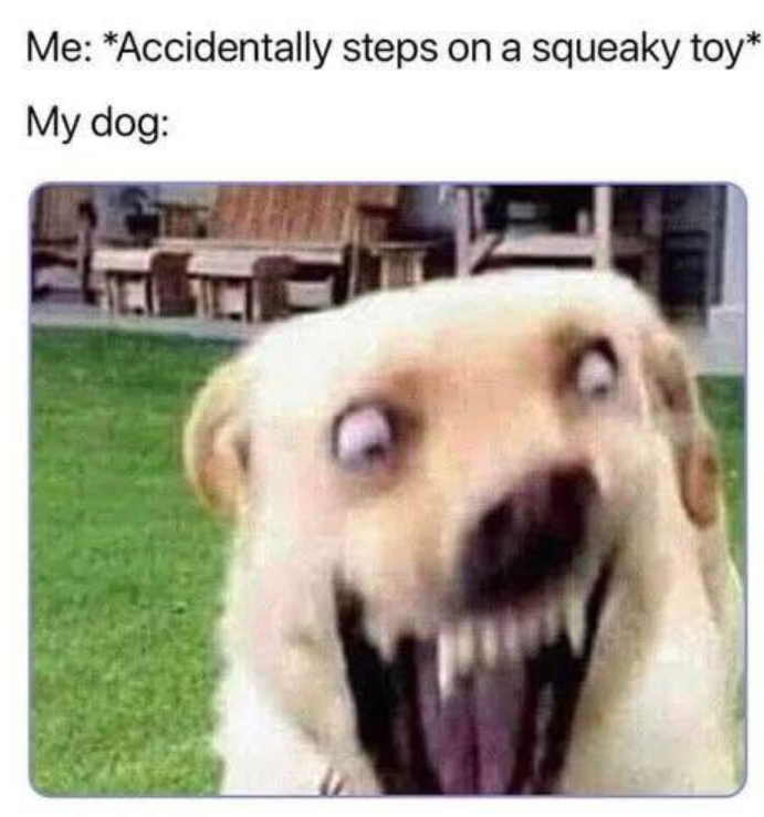 Me: *Accidentally steps on a squeaky toy* My dog:
