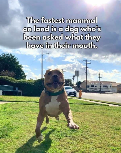The fastest mammal on land is a dog who's been asked what they have in their mouth.