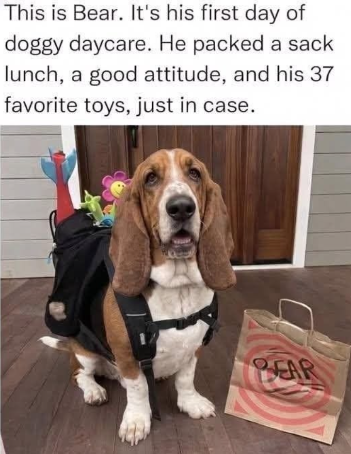 This is Bear. It's his first day of doggy daycare. He packed a sack lunch, a good attitude, and his 37 favorite toys, just in case. BEAR