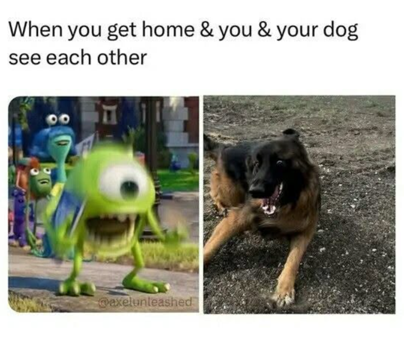 When you get home & you & your dog see each other 00 @axelunleashed