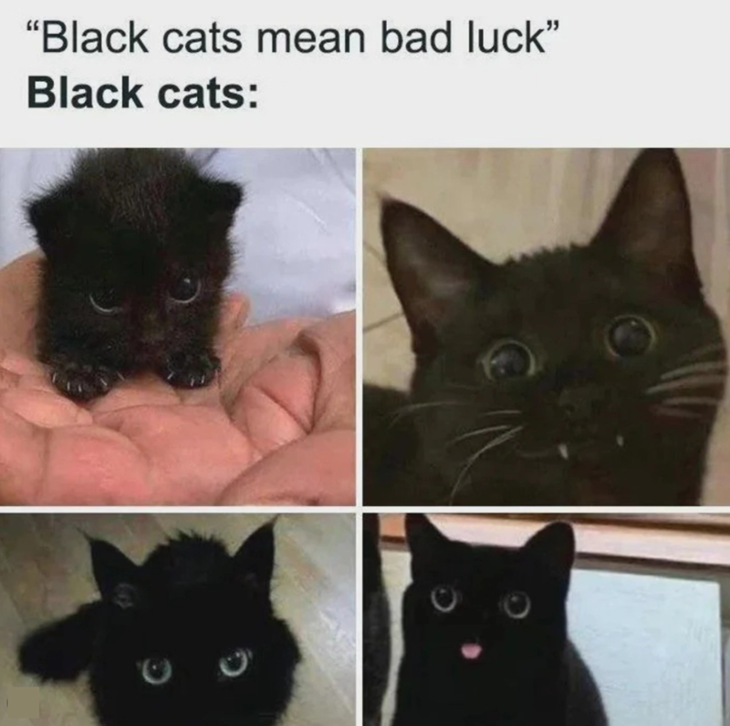 "Black cats mean bad luck" Black cats: