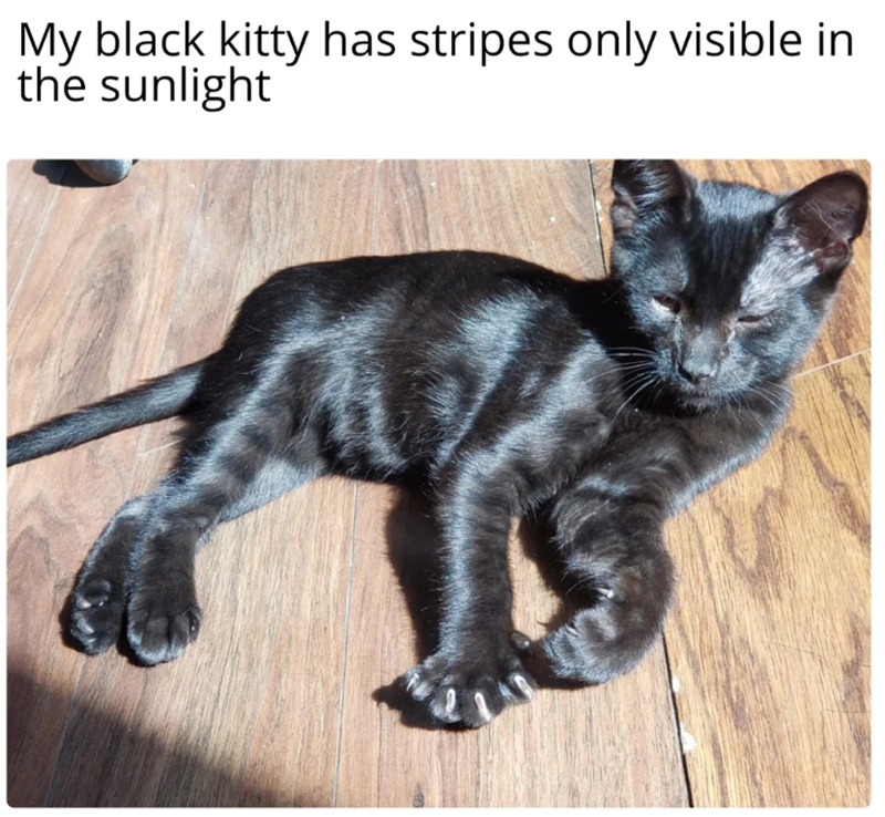 My black kitty has stripes only visible in the sunlight