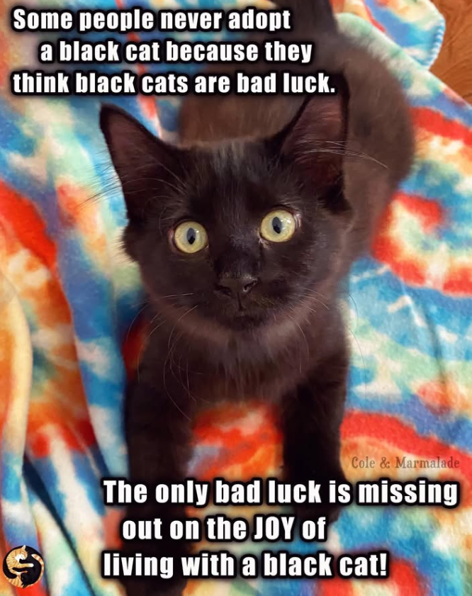 Some people never adopt a black cat because they think black cats are bad luck. Cole & Marmalade The only bad luck is missing out on the JOY of living with a black cat!