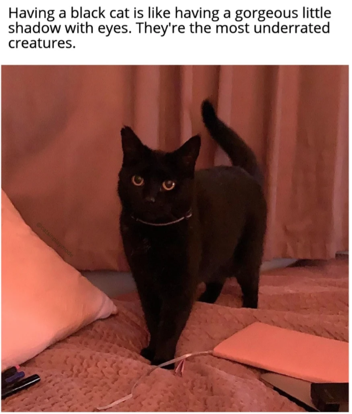 Having a black cat is like having a gorgeous little shadow with eyes. They're the most underrated creatures. @catsinplaymode