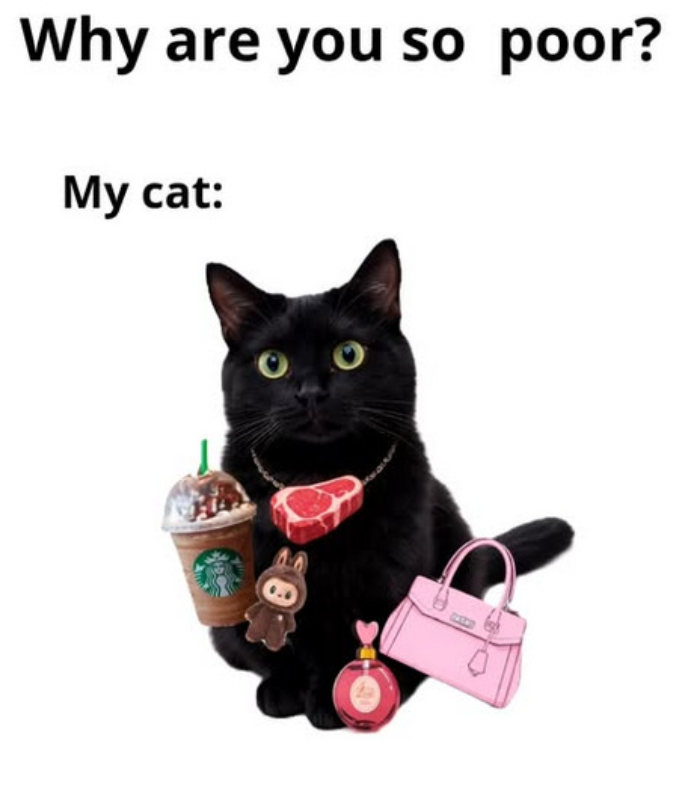 Why are you so poor? My cat:
