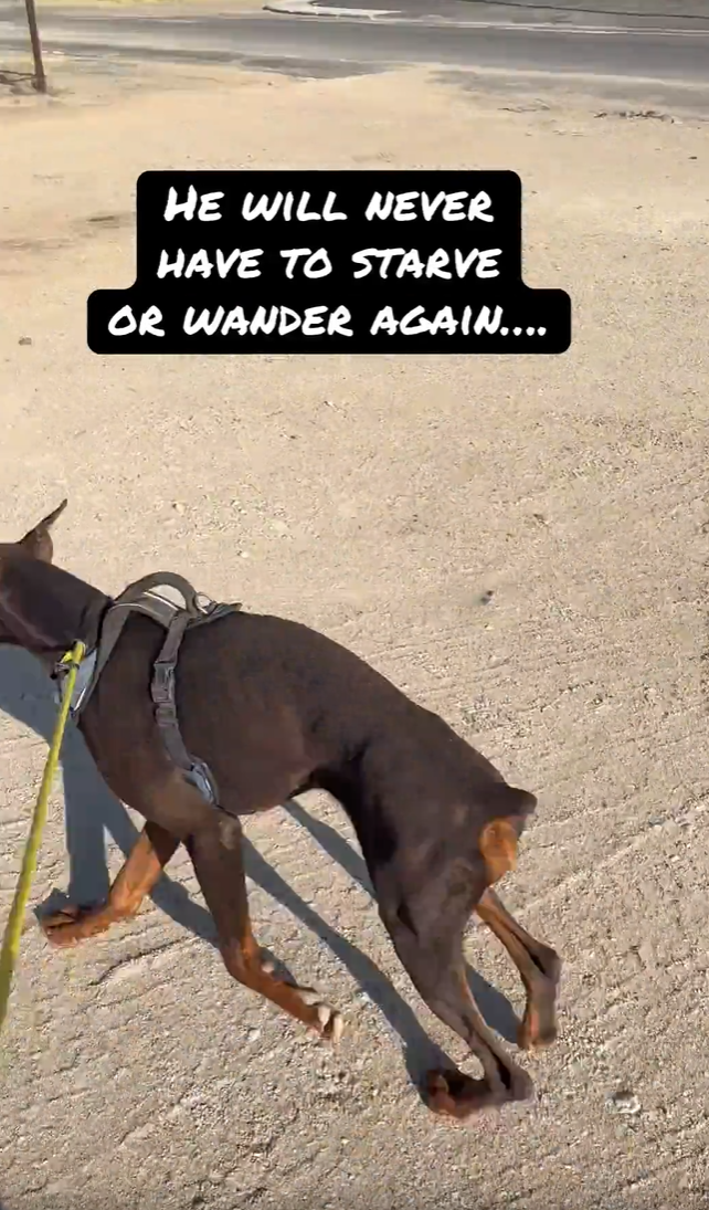 HE WILL NEVER HAVE TO STARVE OR WANDER AGAIN....