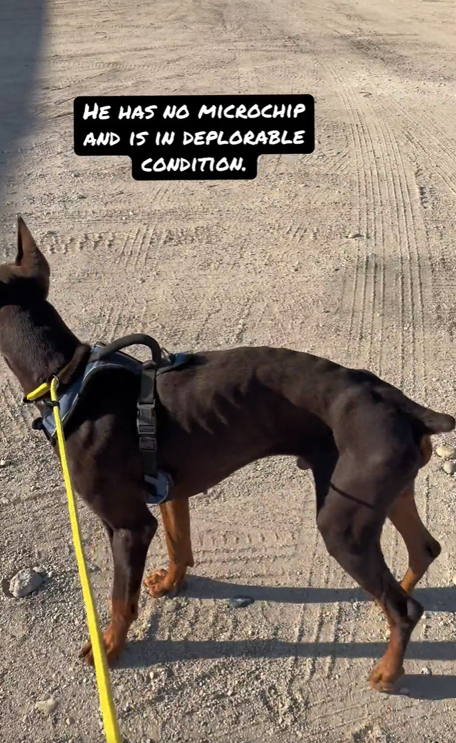 HE HAS NO MICROCHIP AND IS IN DEPLORABLE CONDITION.