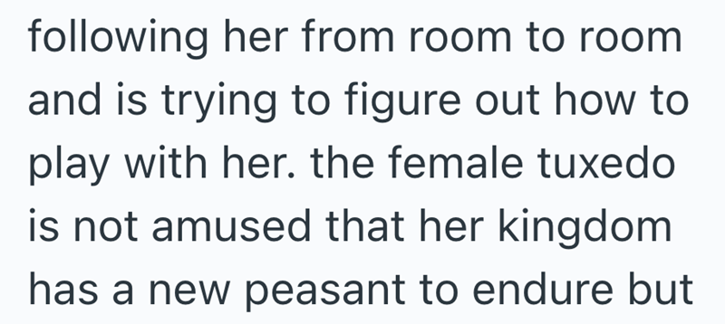 following her from room to room and is trying to figure out how to play with her. the female tuxedo is not amused that her kingdom has a new peasant to endure but