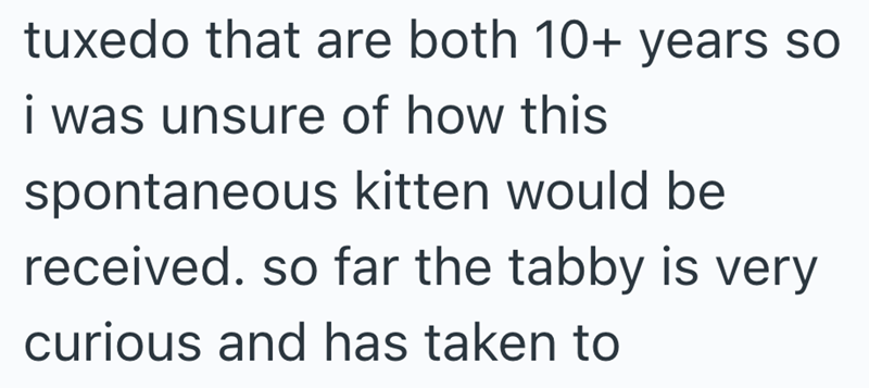 tuxedo that are both 10+ years so i was unsure of how this. spontaneous kitten would be received. so far the tabby is very curious and has taken to