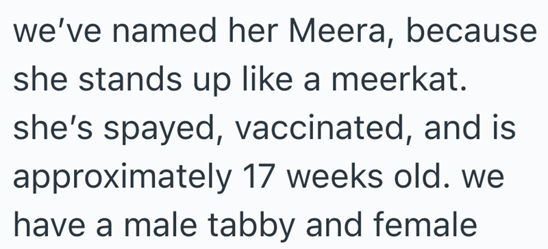 we've named her Meera, because she stands up like a meerkat. she's spayed, vaccinated, and is approximately 17 weeks old. we have a male tabby and female