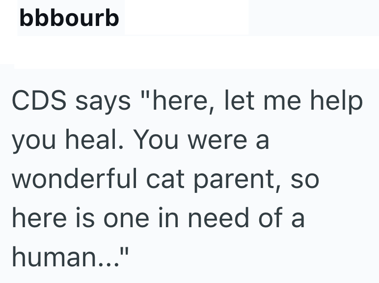 bbbourb CDS says "here, let me help you heal. You were a wonderful cat parent, so here is one in need of a human..."