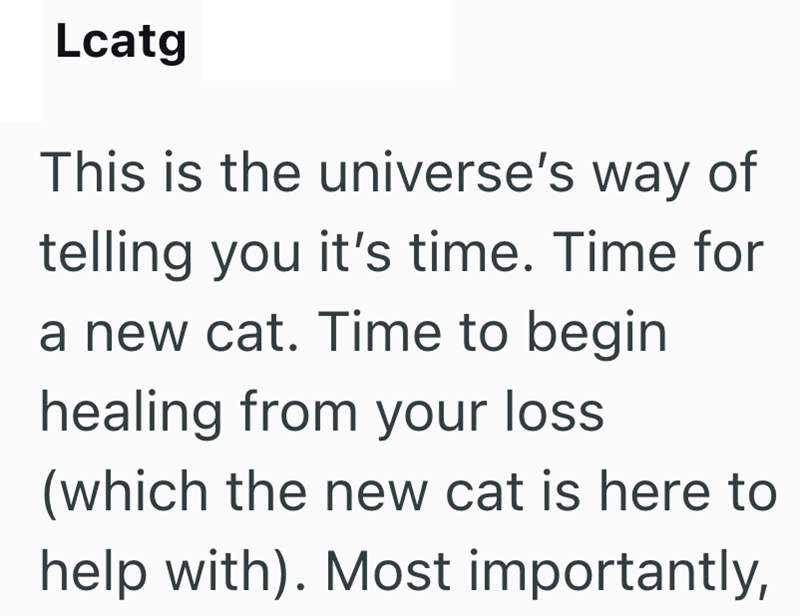 Lcatg This is the universe's way of telling you it's time. Time for a new cat. Time to begin healing from your loss (which the new cat is here to help with). Most importantly,