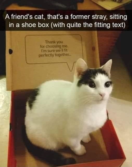 A friend's cat, that's a former stray, sitting in a shoe box (with quite the fitting text) Thank you for choosing me I'm sure we'll fit perfectly together...