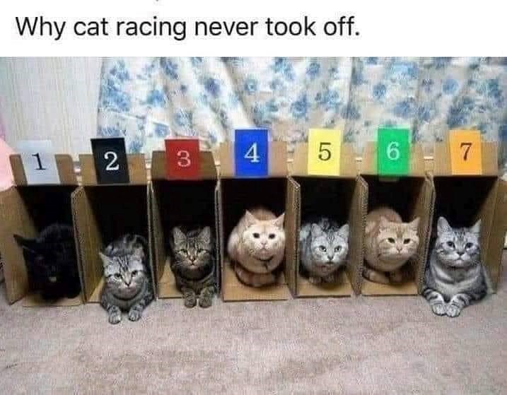Why cat racing never took off. 2 3 45 6 7