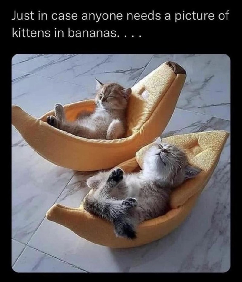 Just in case anyone needs a picture of kittens in bananas. . . .