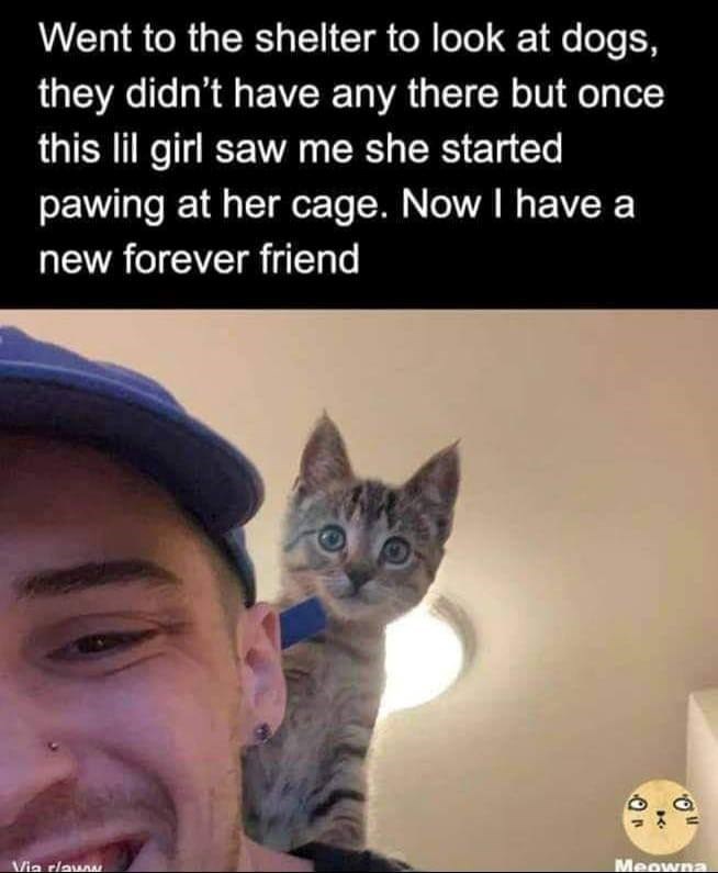 Went to the shelter to look at dogs, they didn't have any there but once this lil girl saw me she started pawing at her cage. Now I have a new forever friend Via clausu Meowna a
