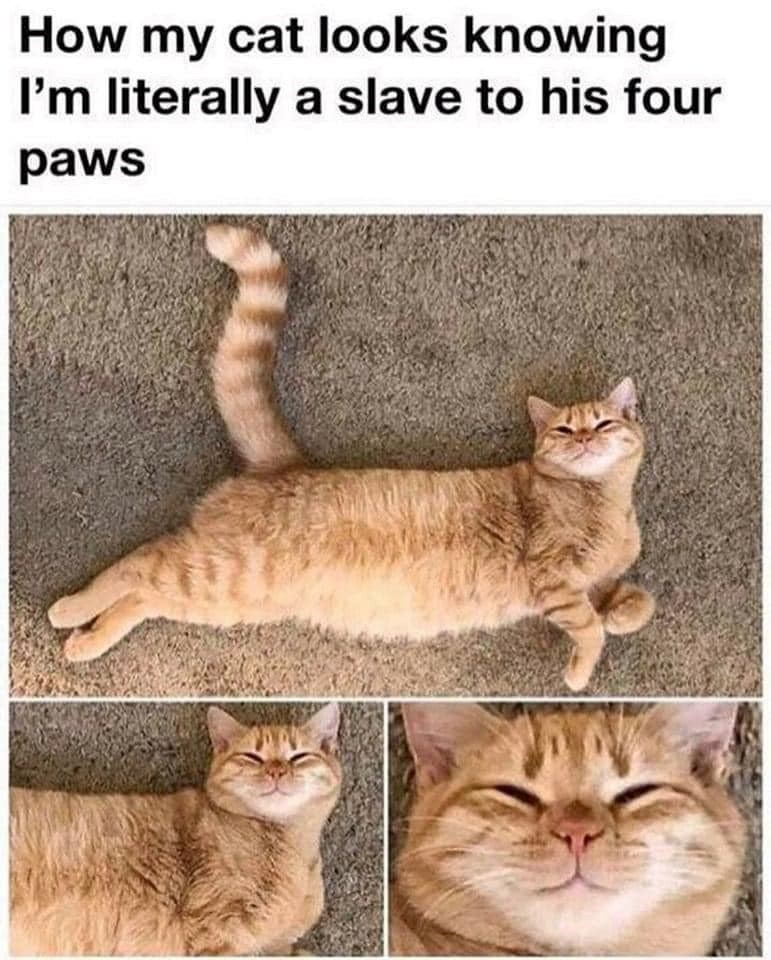 How my cat looks knowing I'm literally a slave to his four paws