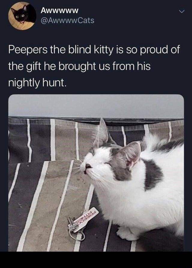 Awwwww @AwwwwCats > Peepers the blind kitty is so proud of the gift he brought us from his nightly hunt. TE