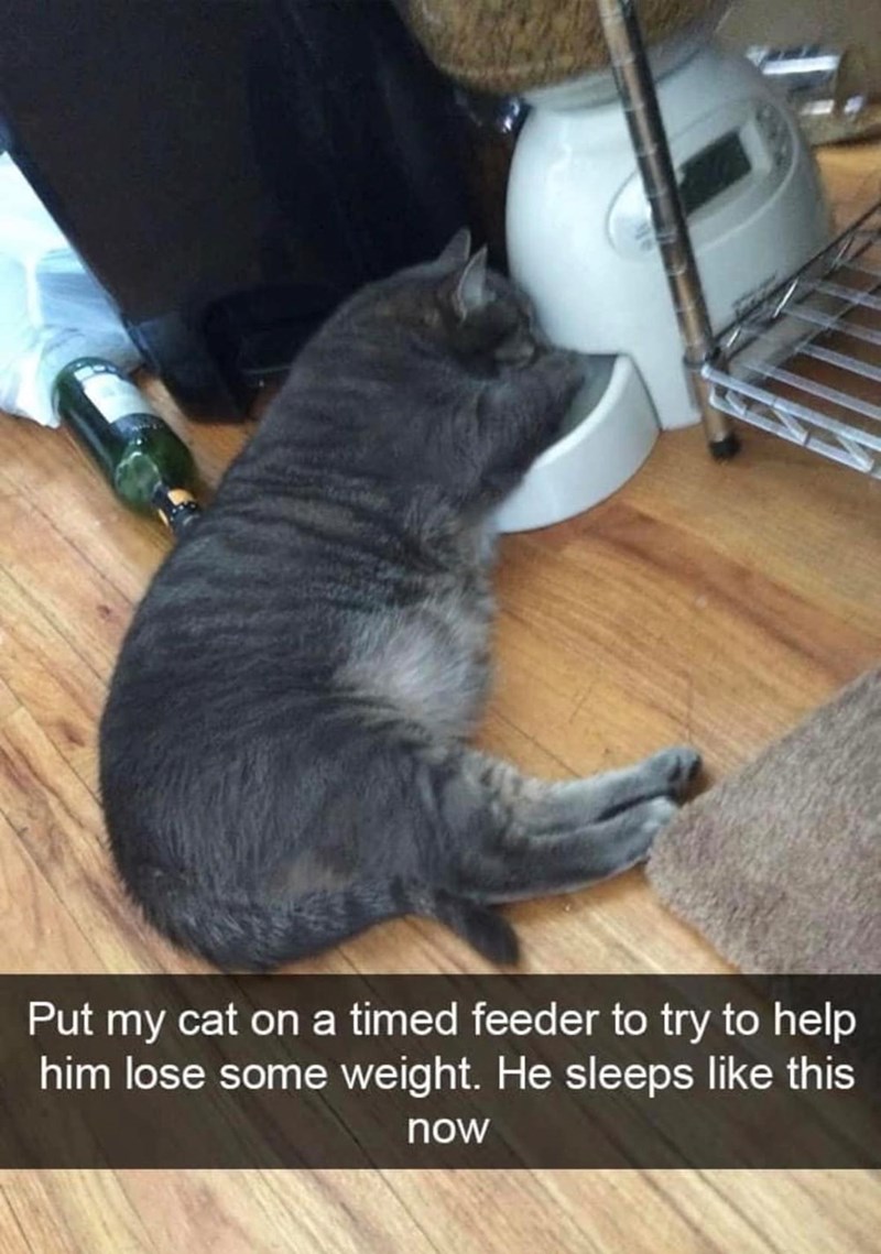 Put my cat on a timed feeder to try to help him lose some weight. He sleeps like this now