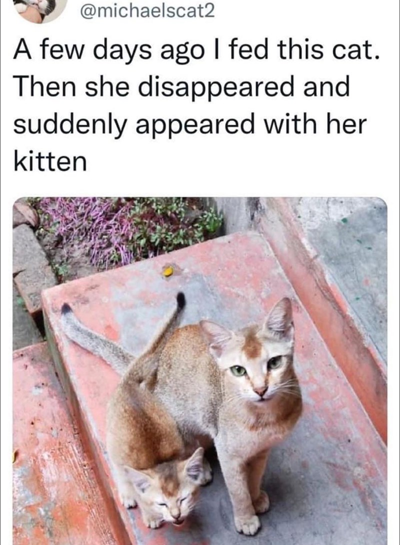 @michaelscat2 A few days ago I fed this cat. Then she disappeared and suddenly appeared with her. kitten