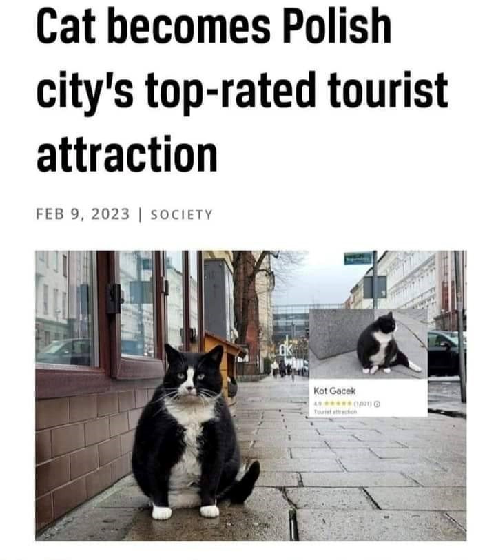 Cat becomes Polish city's top-rated tourist attraction FEB 9, 2023 | SOCIETY Kot Gacek Tourist attraction