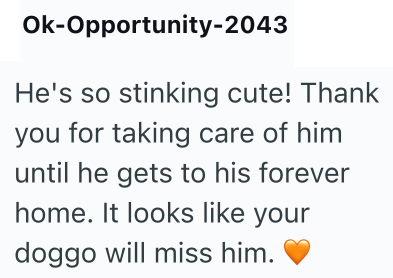 Ok-Opportunity-2043 He's so stinking cute! Thank you for taking care of him until he gets to his forever home. It looks like your doggo will miss him.