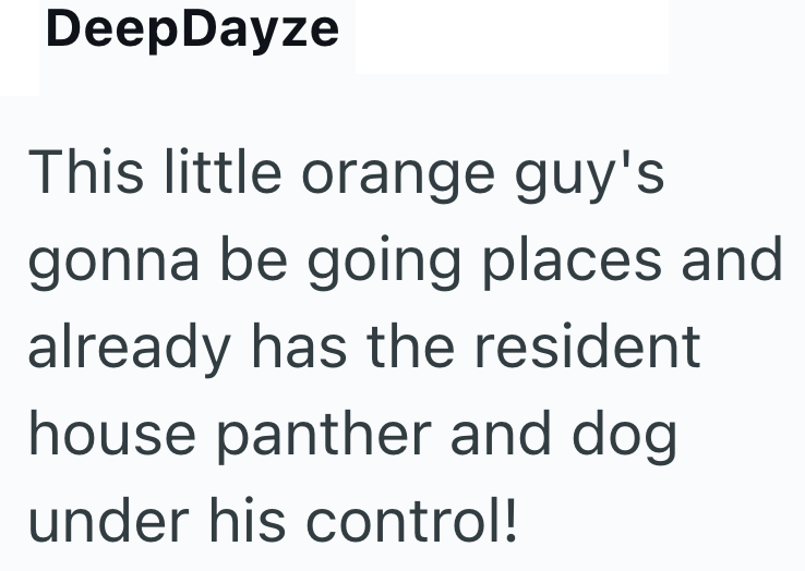 DeepDayze This little orange guy's gonna be going places and already has the resident house panther and dog under his control!