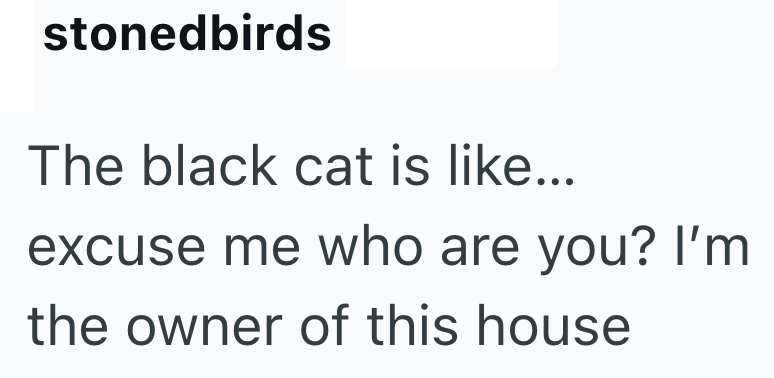 stonedbirds The black cat is like... excuse me who are you? I'm the owner of this house