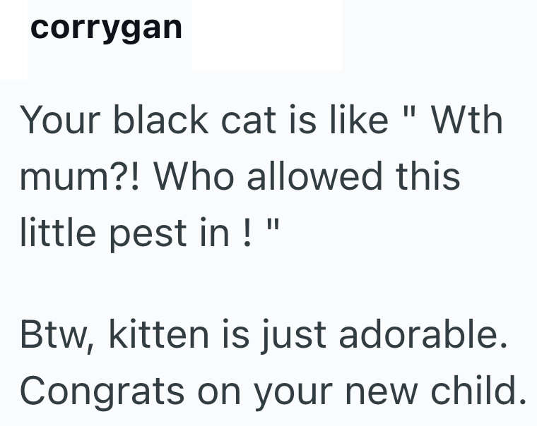 corrygan Your black cat is like "Wth mum?! Who allowed this little pest in ! " Btw, kitten is just adorable. Congrats on your new child.