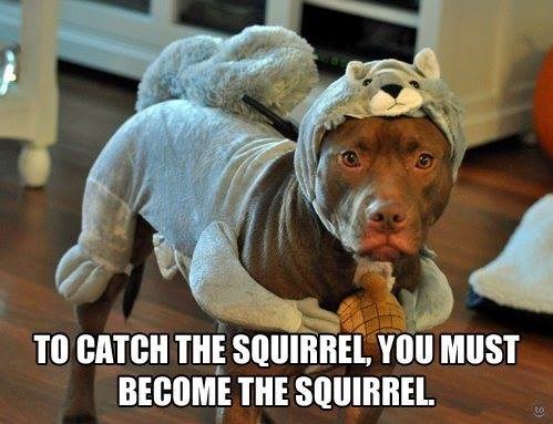 TO CATCH THE SQUIRREL, YOU MUST BECOME THE SQUIRREL.